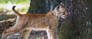 Preview wallpaper lynx, kitten, predator, animal, light