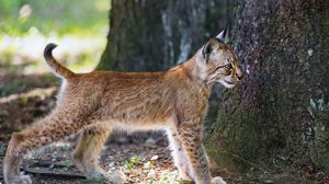 Preview wallpaper lynx, kitten, predator, animal, light