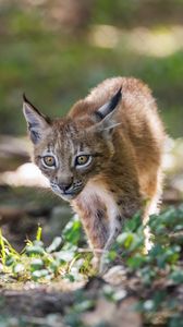 Preview wallpaper lynx, kitten, predator, animal, light, grass