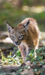 Preview wallpaper lynx, kitten, predator, animal, light, grass