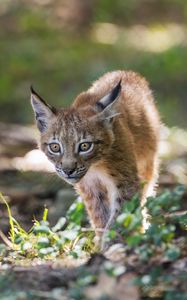 Preview wallpaper lynx, kitten, predator, animal, light, grass