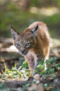 Preview wallpaper lynx, kitten, predator, animal, light, grass