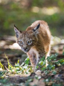 Preview wallpaper lynx, kitten, predator, animal, light, grass