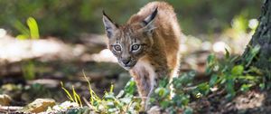 Preview wallpaper lynx, kitten, predator, animal, light, grass