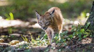 Preview wallpaper lynx, kitten, predator, animal, light, grass