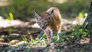 Preview wallpaper lynx, kitten, predator, animal, light, grass