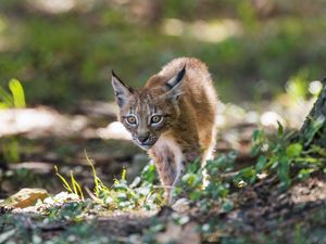Preview wallpaper lynx, kitten, predator, animal, light, grass