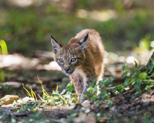 Preview wallpaper lynx, kitten, predator, animal, light, grass