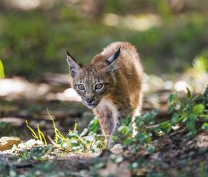 Preview wallpaper lynx, kitten, predator, animal, light, grass