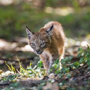 Preview wallpaper lynx, kitten, predator, animal, light, grass