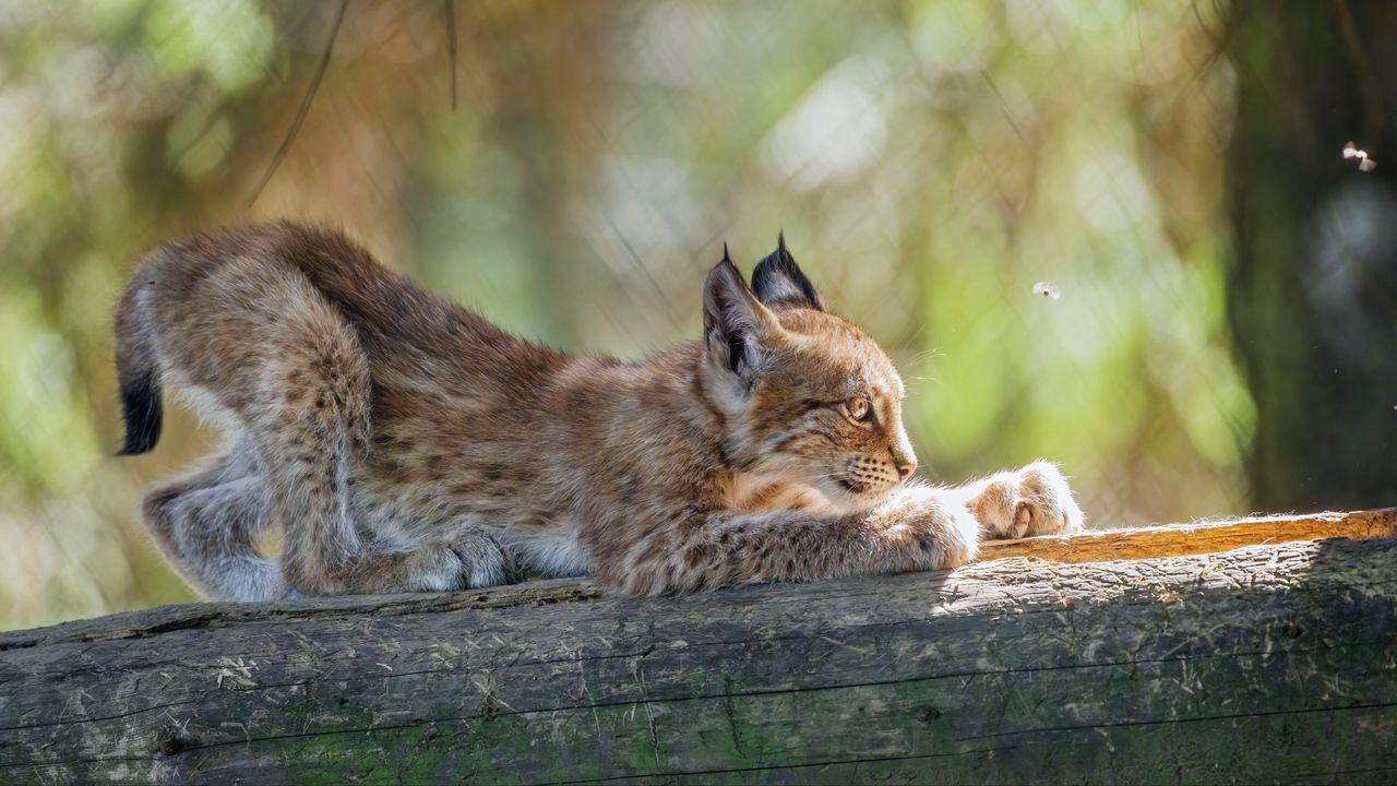 Wallpaper lynx, kitten, predator, animal, log