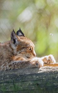 Preview wallpaper lynx, kitten, predator, animal, log