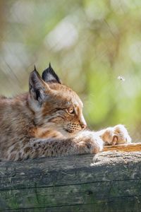 Preview wallpaper lynx, kitten, predator, animal, log