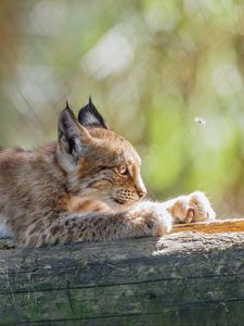 Preview wallpaper lynx, kitten, predator, animal, log