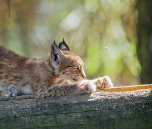 Preview wallpaper lynx, kitten, predator, animal, log