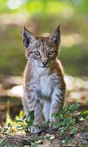 Preview wallpaper lynx, kitten, predator, animal, blur