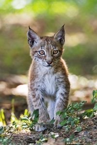 Preview wallpaper lynx, kitten, predator, animal, blur