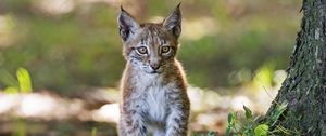 Preview wallpaper lynx, kitten, predator, animal, blur