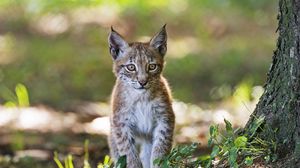 Preview wallpaper lynx, kitten, predator, animal, blur