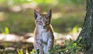 Preview wallpaper lynx, kitten, predator, animal, blur