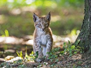 Preview wallpaper lynx, kitten, predator, animal, blur