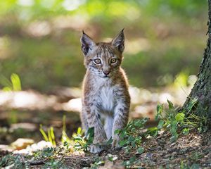 Preview wallpaper lynx, kitten, predator, animal, blur