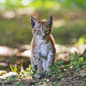 Preview wallpaper lynx, kitten, predator, animal, blur