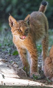 Preview wallpaper lynx, kitten, predator, animal, protruding tongue