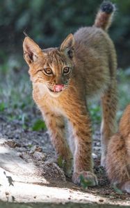 Preview wallpaper lynx, kitten, predator, animal, protruding tongue