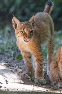 Preview wallpaper lynx, kitten, predator, animal, protruding tongue