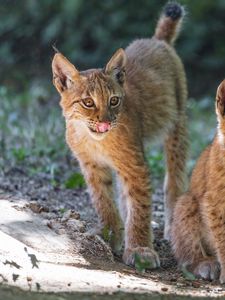Preview wallpaper lynx, kitten, predator, animal, protruding tongue