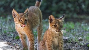 Preview wallpaper lynx, kitten, predator, animal, protruding tongue