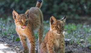 Preview wallpaper lynx, kitten, predator, animal, protruding tongue
