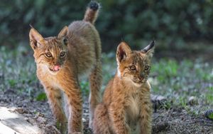 Preview wallpaper lynx, kitten, predator, animal, protruding tongue
