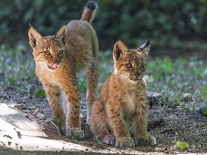 Preview wallpaper lynx, kitten, predator, animal, protruding tongue