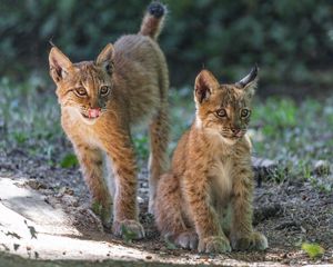 Preview wallpaper lynx, kitten, predator, animal, protruding tongue