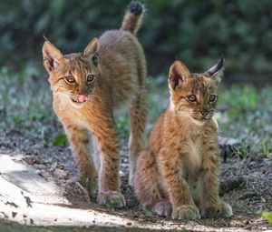 Preview wallpaper lynx, kitten, predator, animal, protruding tongue