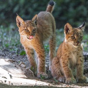 Preview wallpaper lynx, kitten, predator, animal, protruding tongue