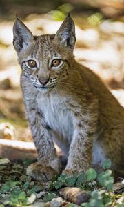 Preview wallpaper lynx, kitten, predator, animal, blur, wildlife