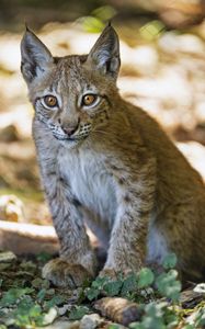 Preview wallpaper lynx, kitten, predator, animal, blur, wildlife