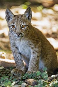 Preview wallpaper lynx, kitten, predator, animal, blur, wildlife