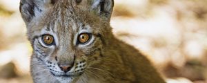 Preview wallpaper lynx, kitten, predator, animal, blur, wildlife