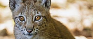 Preview wallpaper lynx, kitten, predator, animal, blur, wildlife