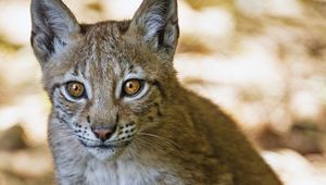 Preview wallpaper lynx, kitten, predator, animal, blur, wildlife