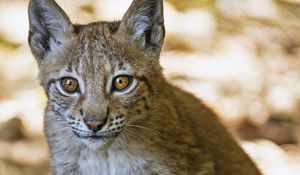 Preview wallpaper lynx, kitten, predator, animal, blur, wildlife