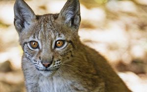 Preview wallpaper lynx, kitten, predator, animal, blur, wildlife