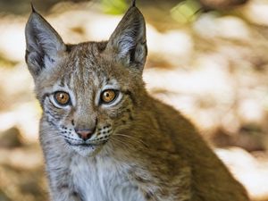 Preview wallpaper lynx, kitten, predator, animal, blur, wildlife