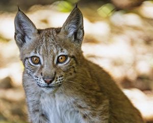 Preview wallpaper lynx, kitten, predator, animal, blur, wildlife