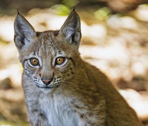 Preview wallpaper lynx, kitten, predator, animal, blur, wildlife