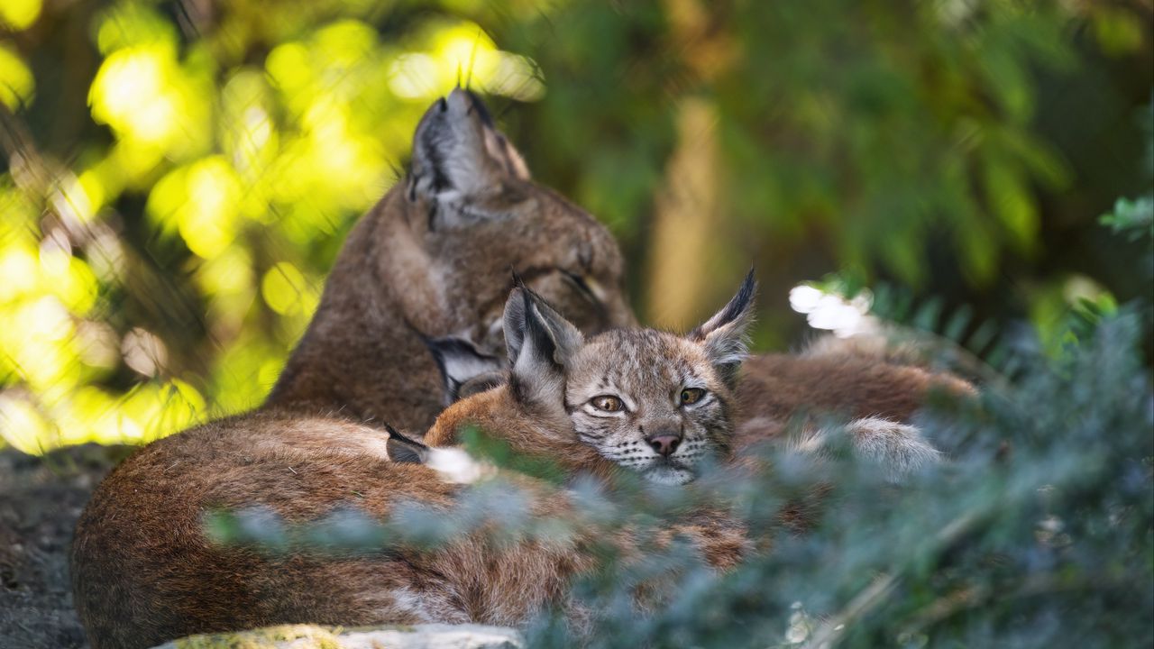 Wallpaper lynx, kittens, predator, wildlife
